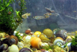 Female and male guppies