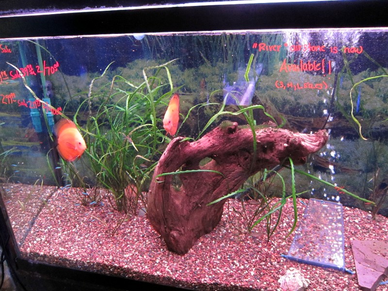 Converting 90 gallon Rainbowfish tank to a Discus  Fish tank terrarium,  Aquarium fish tank, Fresh water fish tank