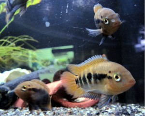 Rainbow cichlids, Herotilapia multispinosa