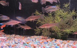 Congo tetras and catfish