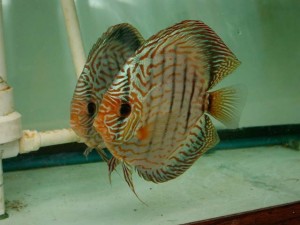 discus