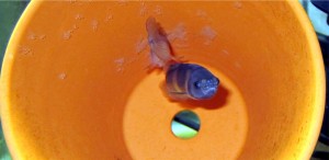 P. promelas in flowerpot "cave" with eggs