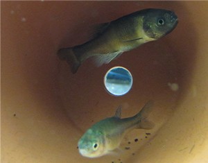 Male (top) and female Pimephales promelas