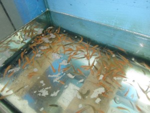 P.  promelas in a shop feeder tank