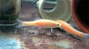 Rosy red minnows