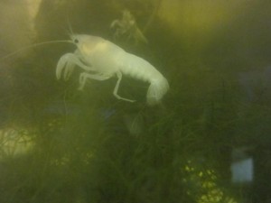 White crayfish